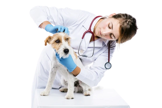 Veterinária